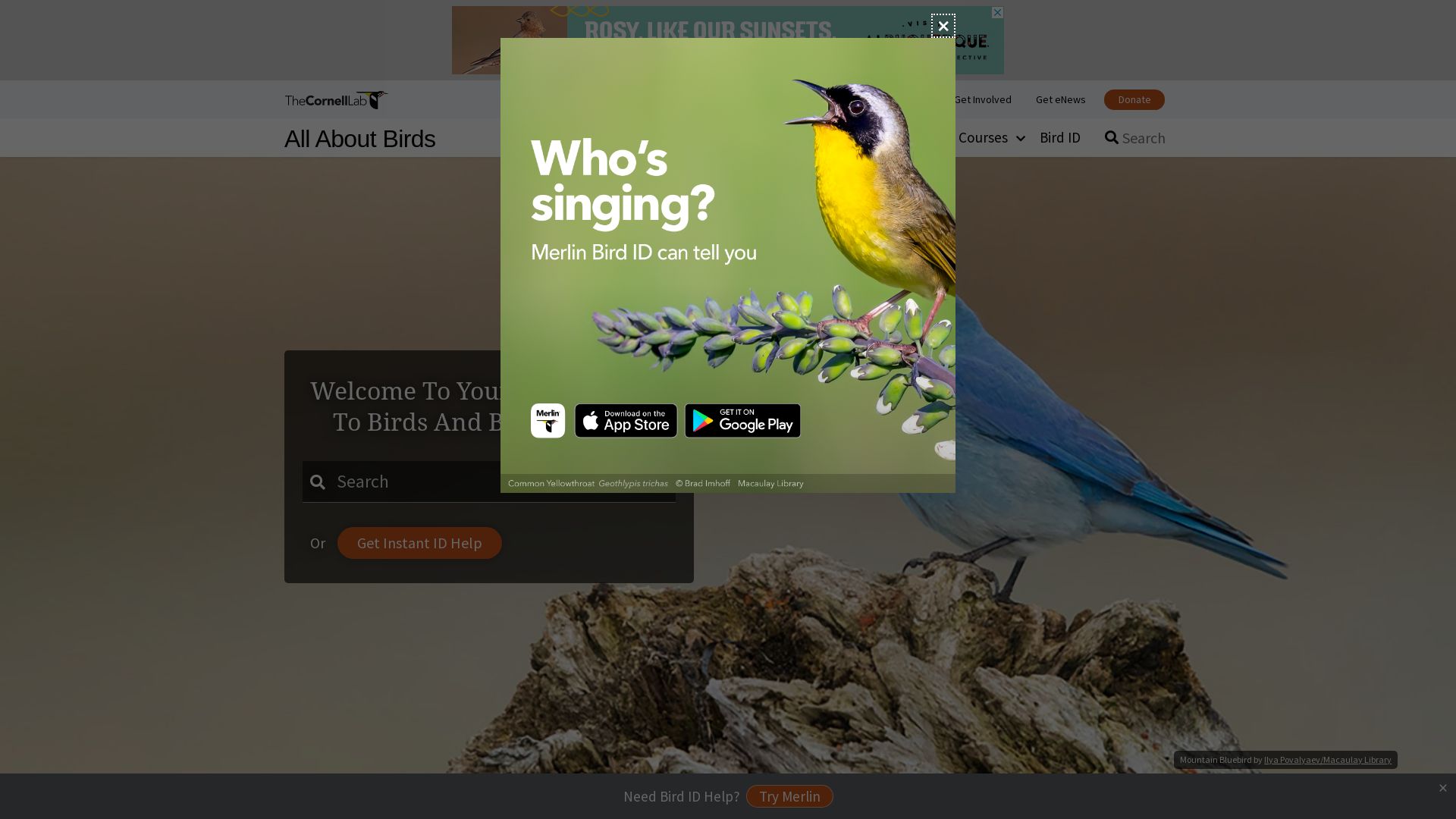 Estado web allaboutbirds.org está   ONLINE